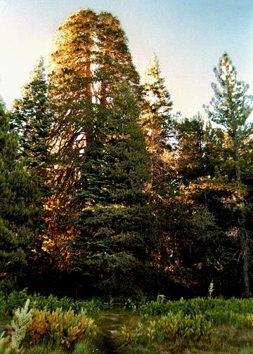 The Champion Lodgepole Pine. © Rick Keppler