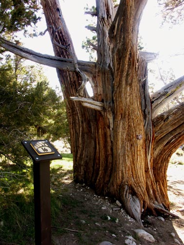 This Juniper tree a Post #16 is actually several trees that have grown together.  See the photo below for a better view. - © Rick Keppler